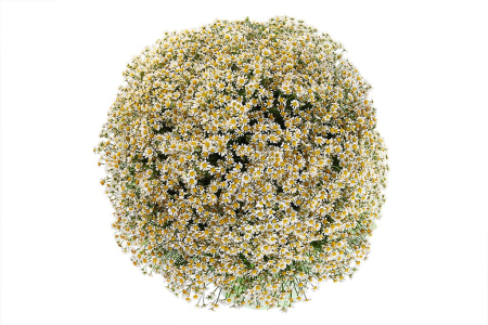 Букет 101 ромашка