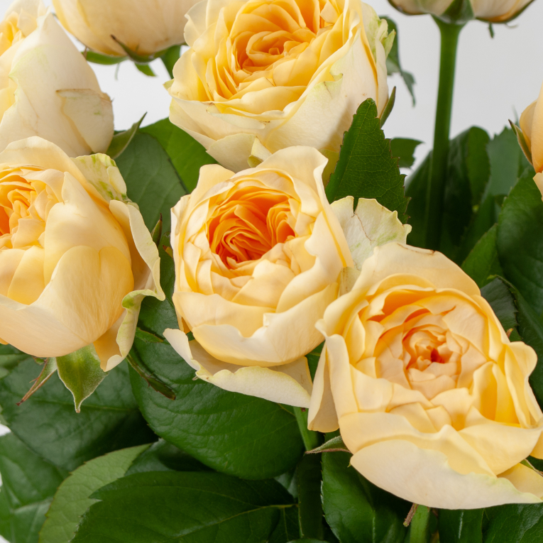 Букет 11 роз Крем и сливки