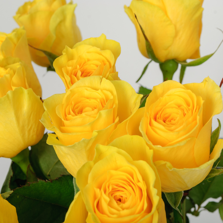 Букет 11 роз Илиос