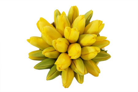 Букет 25 королевских тюльпанов в белой коробке, желтые