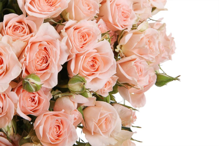 Букет 50 кустовых роз Свит Сара