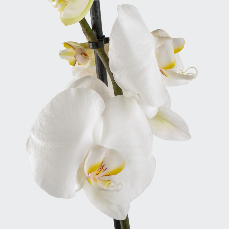 Орхидея Фаленопсис белая (2 ствола)