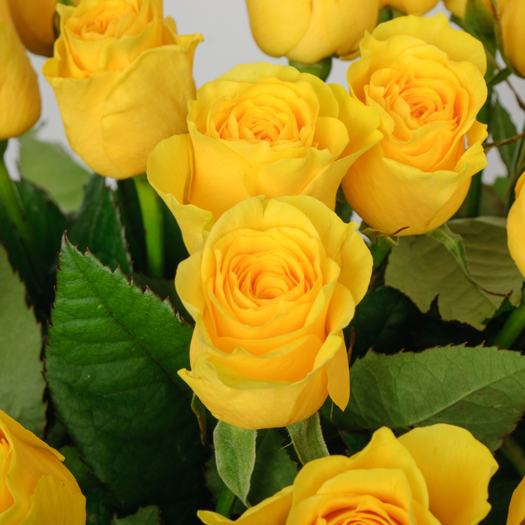 Букет 19 роз Илиос