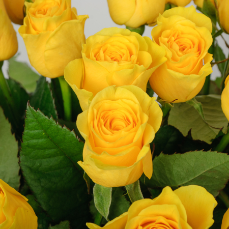 Букет 19 роз Илиос