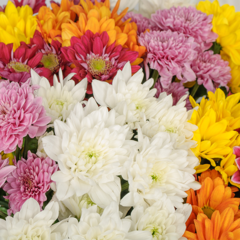 Букет 15 кустовых хризантем микс