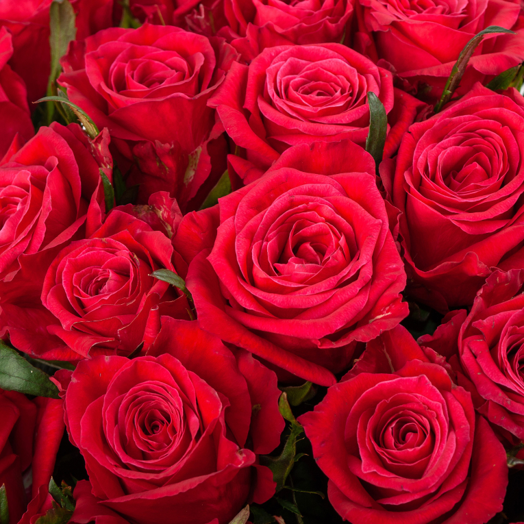 Букет из 51 розы Шангри-Ла