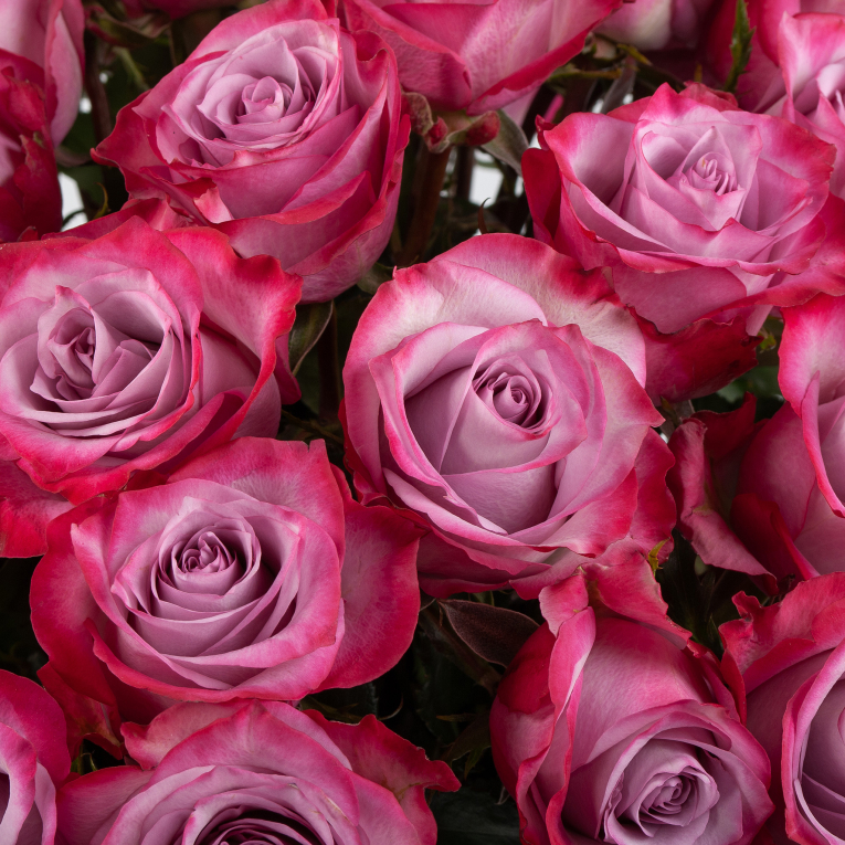 Букет 51 роза Дип Перпл (Эквадор), 60 см