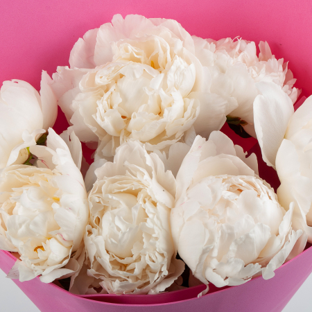 Букет из 7 пионов Песня ангела