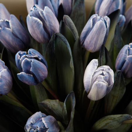 Букет из 21 тюльпана Аметист