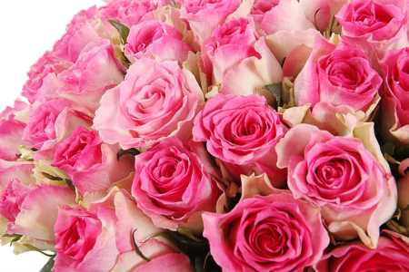 Букет 101 роза Малибу