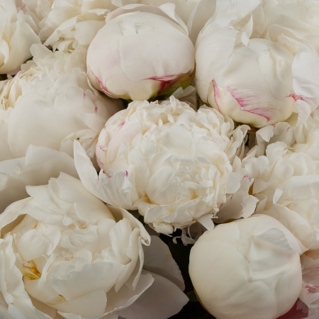 Букет из 15 пионов Искренний дар