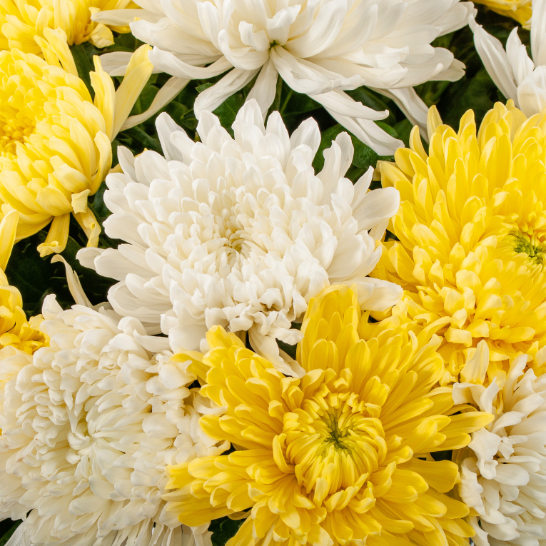 Букет 35 желто-белых хризантем Сингл + Десерт в ПОДАРОК!