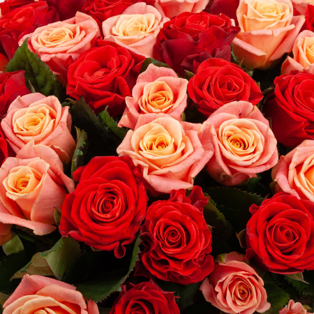 Букет из 101 розы Румянец зари