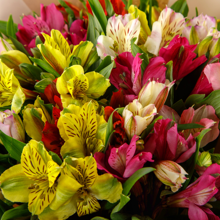 Букет Затерянный мир (15 альстромерий)