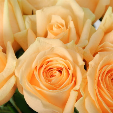 Букет 9 роз Пич Аваланш