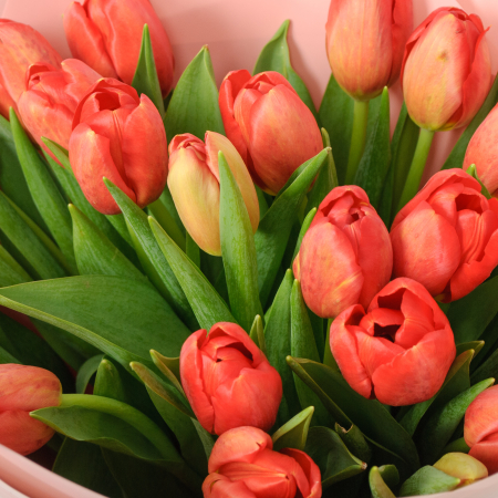 Букет 21 красный тюльпан