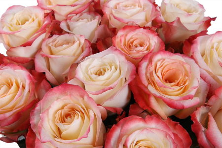 Букет 15 роз Кабаре