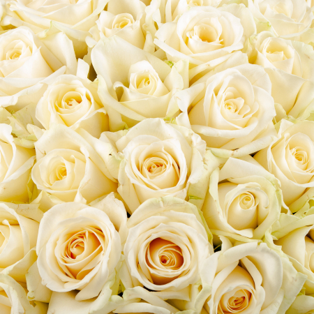 Букет в зеленой коробке Первая нежность (101 роза)