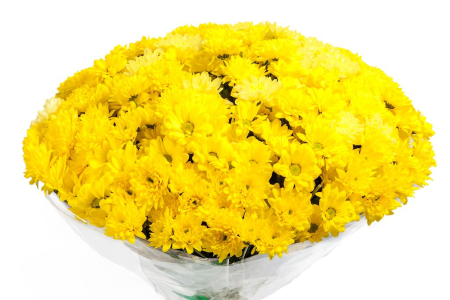 Букет 51 хризантема