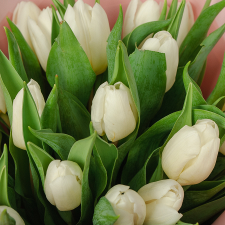 Букет 19 белых тюльпанов