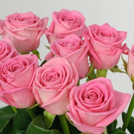 Букет 9 роз Розовая звезда