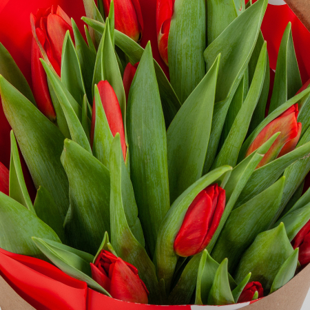 Букет 15 тюльпанов, красные