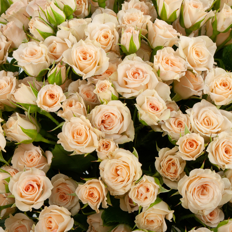 Букет из 51 розы Любовный десерт