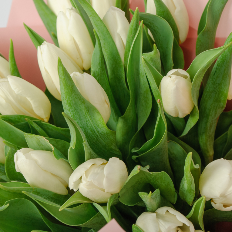 Букет 21 белый тюльпан