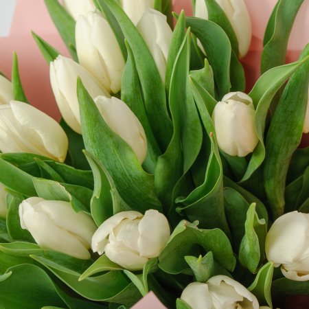 Букет 21 белый тюльпан