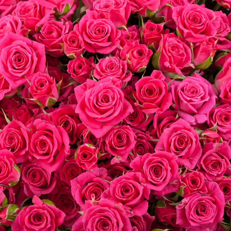 Букет из 101 розы Первая красавица