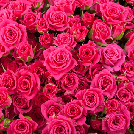 Букет из 101 розы Первая красавица