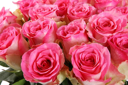 Букет 51 роза Малибу