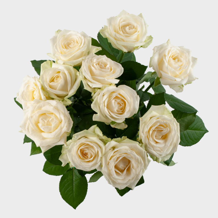 Букет 11 роз Светлый дух