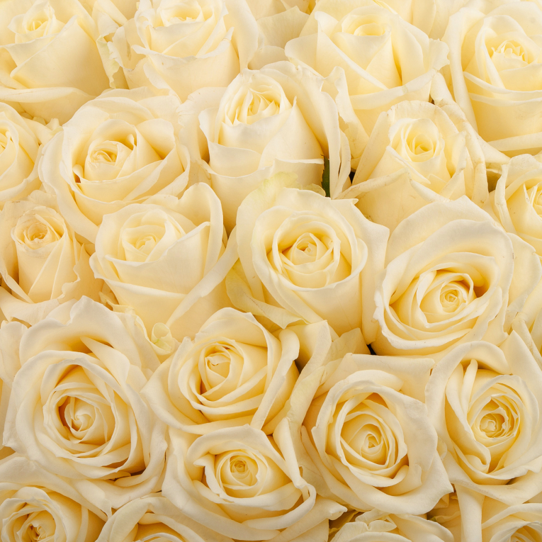 Букет в коробке Сливочное облачко (101 роза)