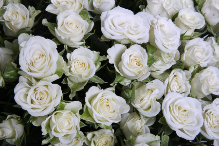 Букет 101 кустовая роза Сноуфлейк в корзине