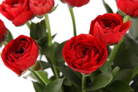 Букет из 15 ранункулюсов Красная Шапочка