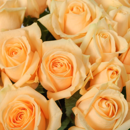 Букет 25 роз Пич Аваланш