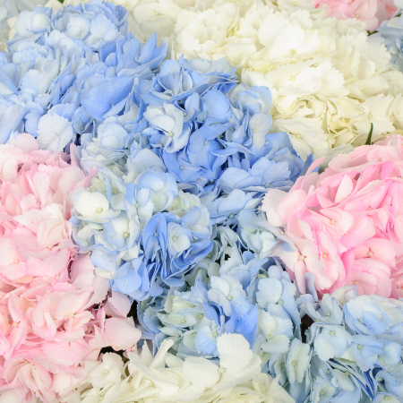 Букет 15 гортензий Цветочные облака