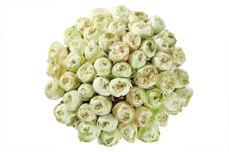 Букет 51 пионовидная роза Кахала (изумрудная)