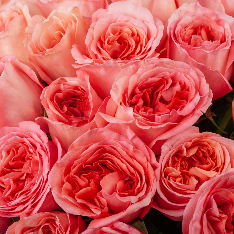 Букет роз Песня вечной любви