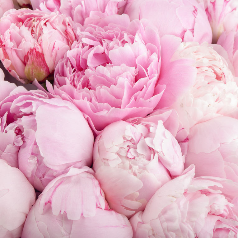 Букет 51 пион Розовая россыпь