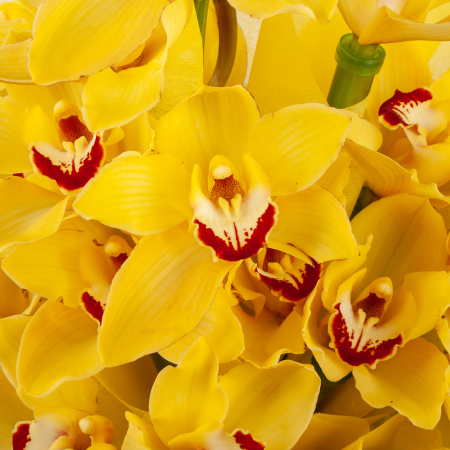 Букет из желтой орхидеи Тропиканка