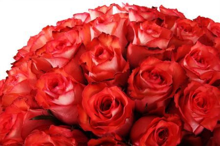 Букет 35 роз Игуана в шляпной коробке