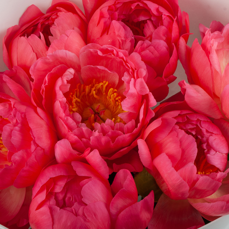 Букет из 7 пионов Огонь любви