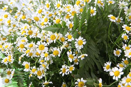 Букет с ромашками Летний полдень