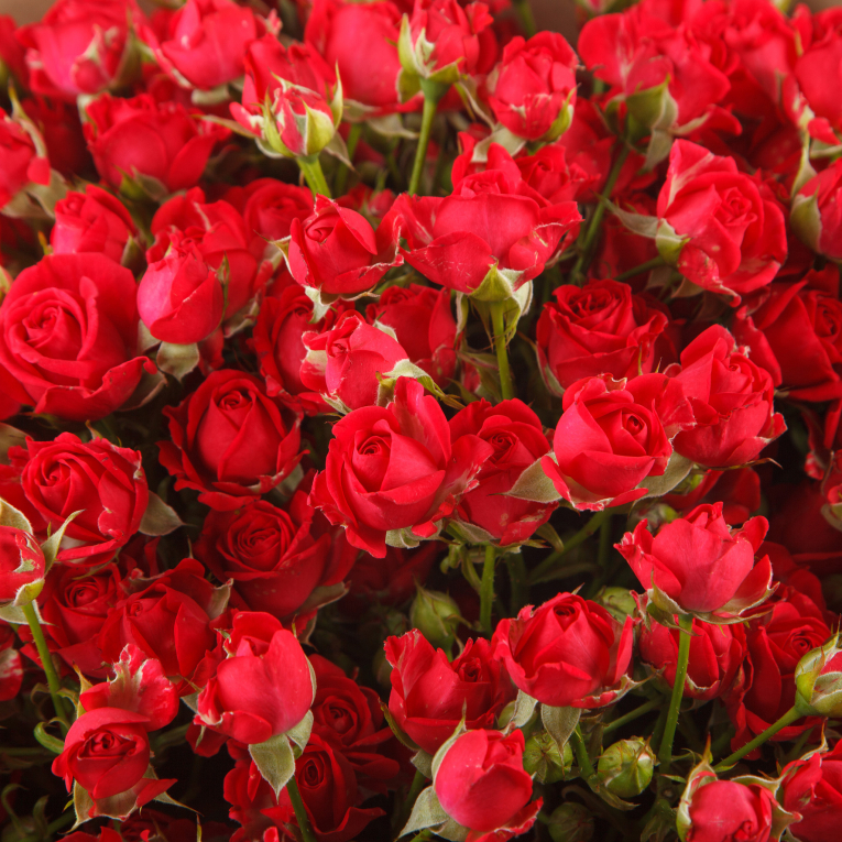 Букет 21 кустовая роза Черри