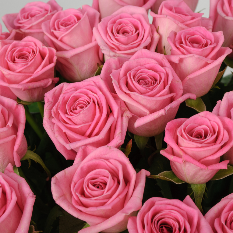 Букет 35 роз Розовая звезда