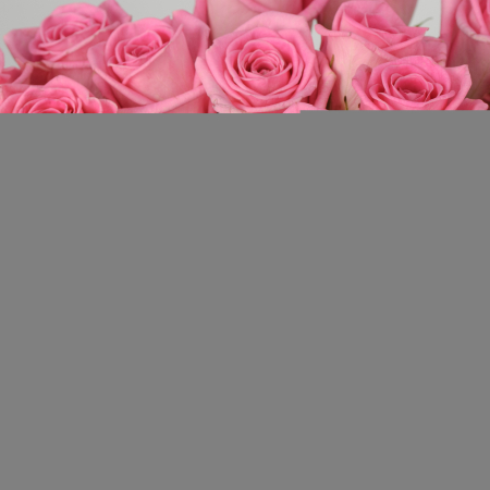 Букет 35 роз Розовая звезда