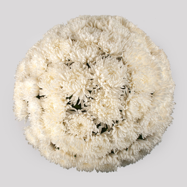 Букет из 51 белой хризантемы Сингл