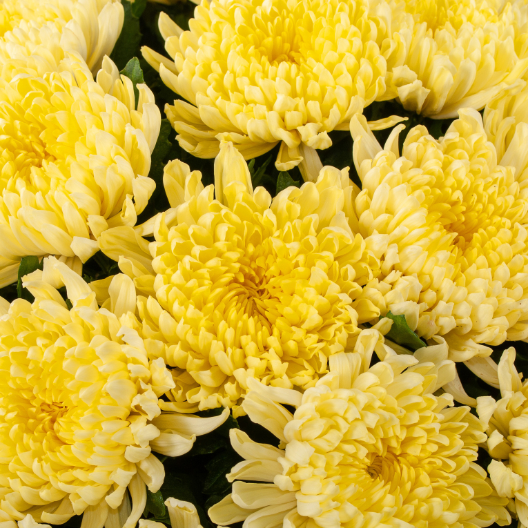 Букет из 51 желтой хризантемы Сингл